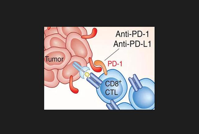 肿瘤疫苗联合pd1阻断技术或可显著增强抗癌疗效
