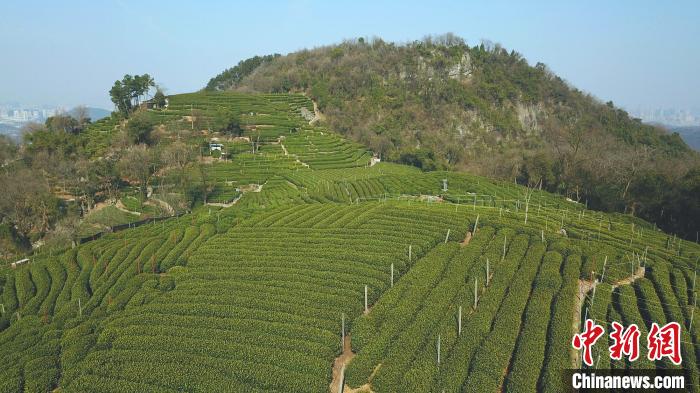 在茶产地翁家山,记者看到部分"龙井43号"茶树已开始冒新芽.