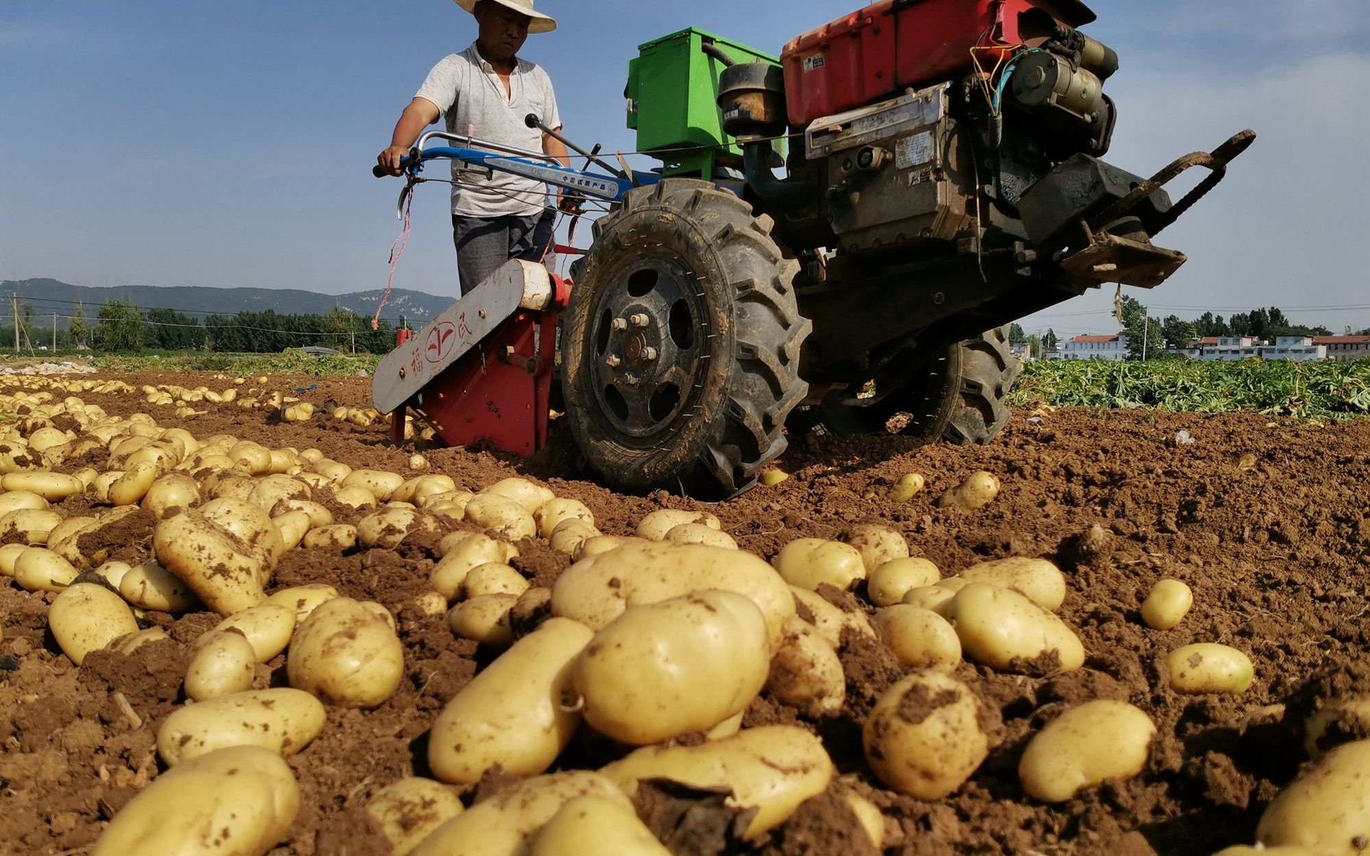 山东看庄土豆迎丰收种植户每亩收入近万元