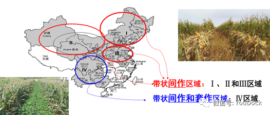 专题玉米大豆带状复合种植技术助力大豆增产