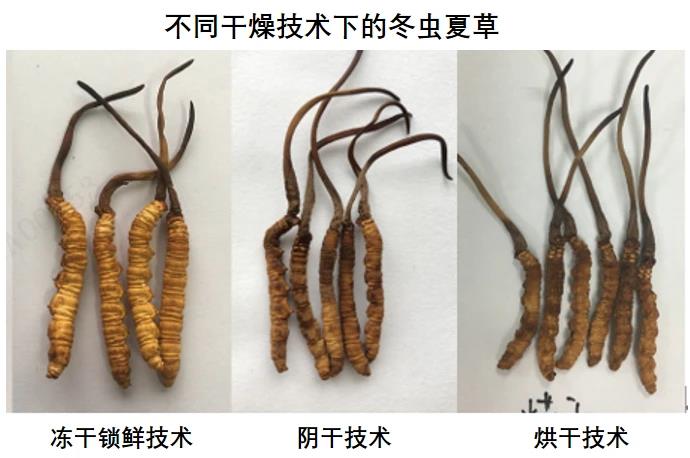 当"好虫草鲜着吃"遇见《听说很好吃》 揭秘东阳光冬虫夏草硬核锁鲜