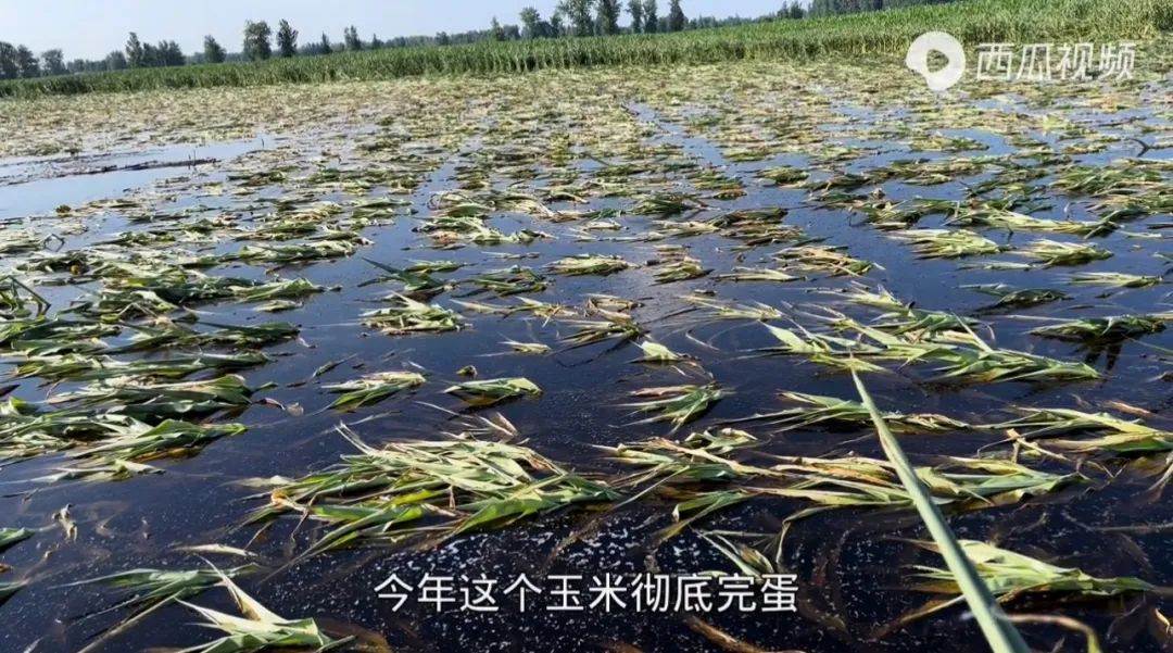 河南大水上千公顷农作物受灾 今年夏粮安否?专家:问题