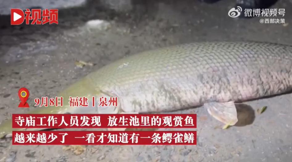 热搜！鳄雀鳝竟藏身寺庙放生池长1.2米重50斤！观赏鱼都快被吃光了