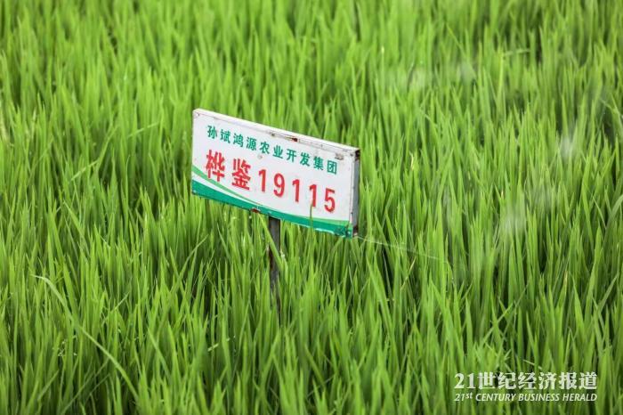 图:孙斌鸿源正在培育的水稻新种随着国内温饱问题的解决,2000年,孙斌