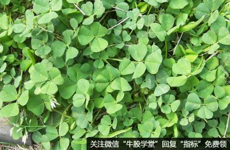 进口苜蓿“量跌价涨” ,苜蓿题材概念股可关注