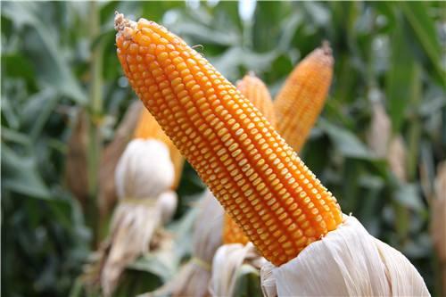 11月19日今日最新玉米价格行情分析 玉米价格现在多少钱一斤