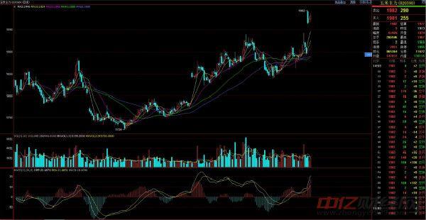 11月19日今日最新玉米价格行情分析 玉米价格现在多少钱一斤
