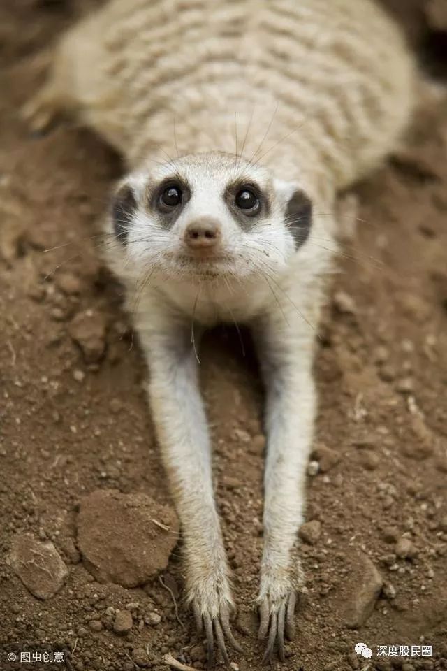 藏在地球上的外星人狐獴