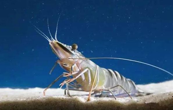 这才是真正的黑虎虾很多人竟第一次看到