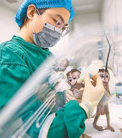 世界首批失眠克隆猴诞生 这五只猴有啥意义?