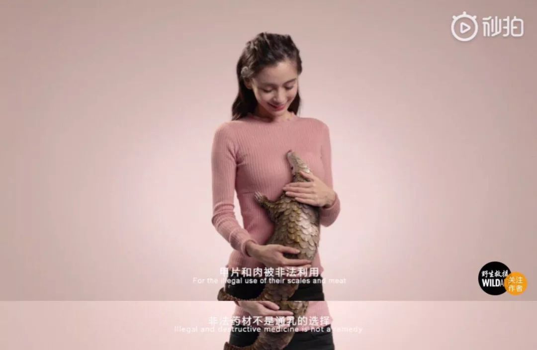"前段时间,angelababy 一则保护穿山甲的公益广告上了热搜,文案中提到