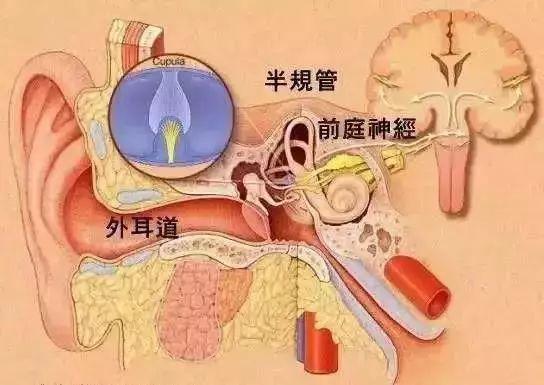 体感和视觉,其中前庭器官相当于是人体对自身运动状态在空间位置的