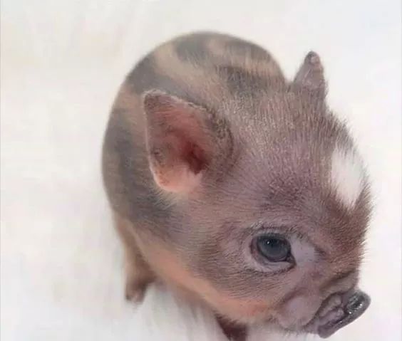 卷毛猪卷毛猪酷似绵羊,因而它也被戏称为绵羊猪.