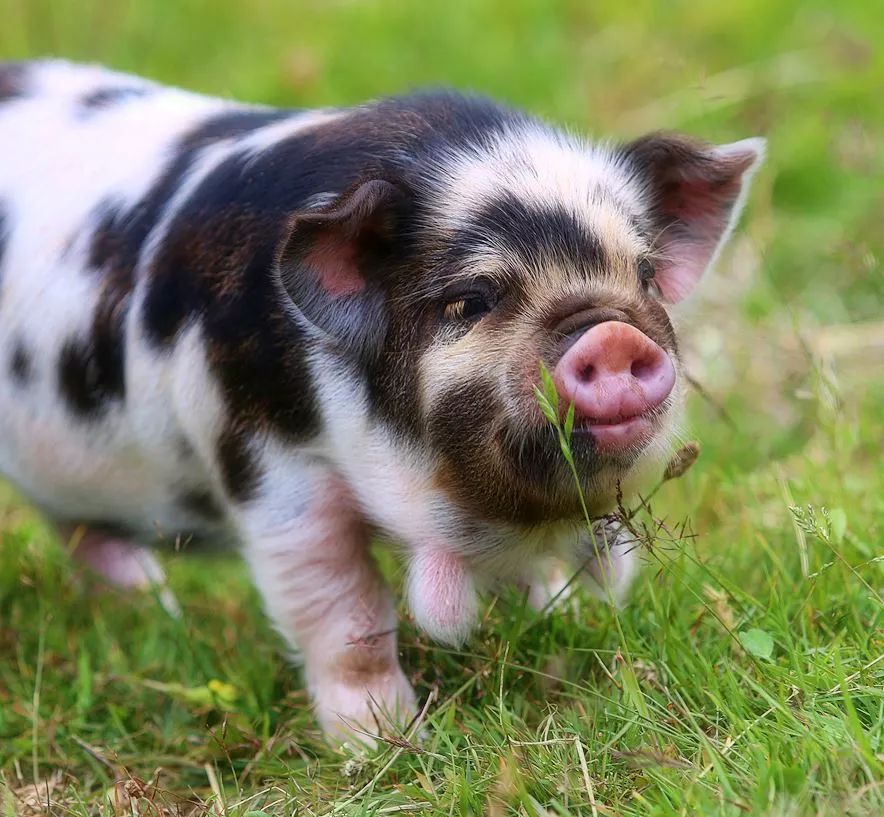 世界各地奇异的猪_财富号评论(cfhpl)股吧_东方财富网股吧