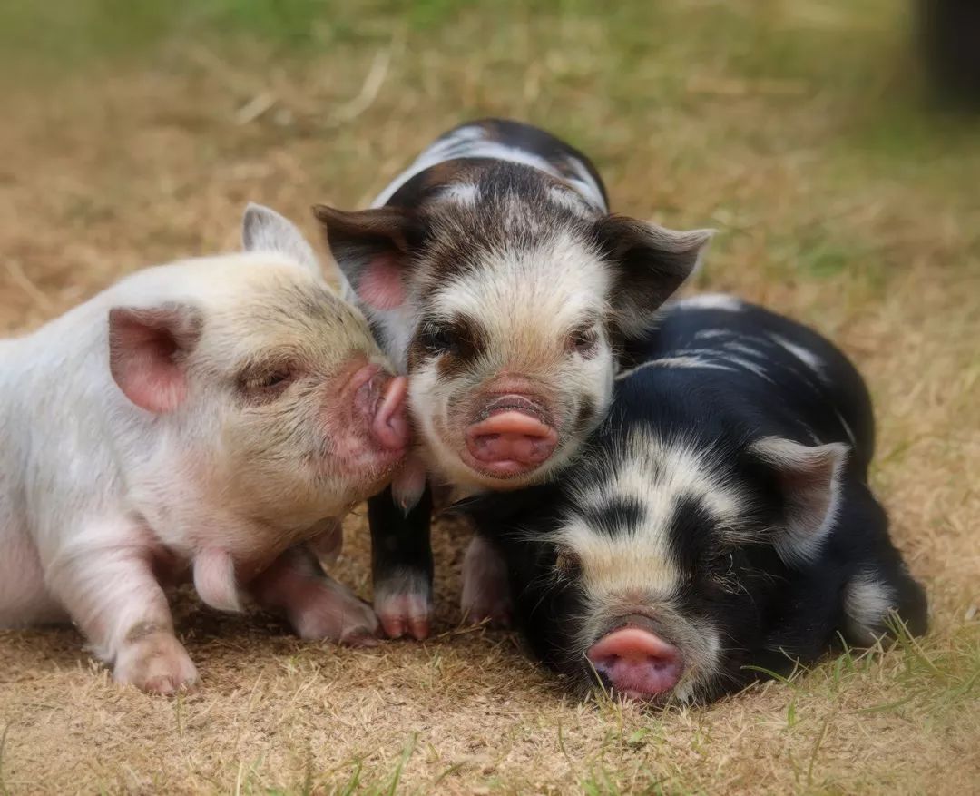 新西兰的一个小型家猪品种.酷优酷优猪猪事顺利!大吉大利!