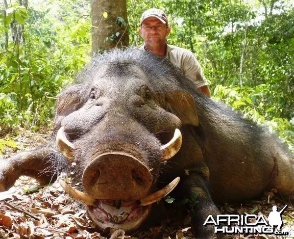 栖息于从干旱沙漠到雨林的各种生境中,又名"南美野猪"