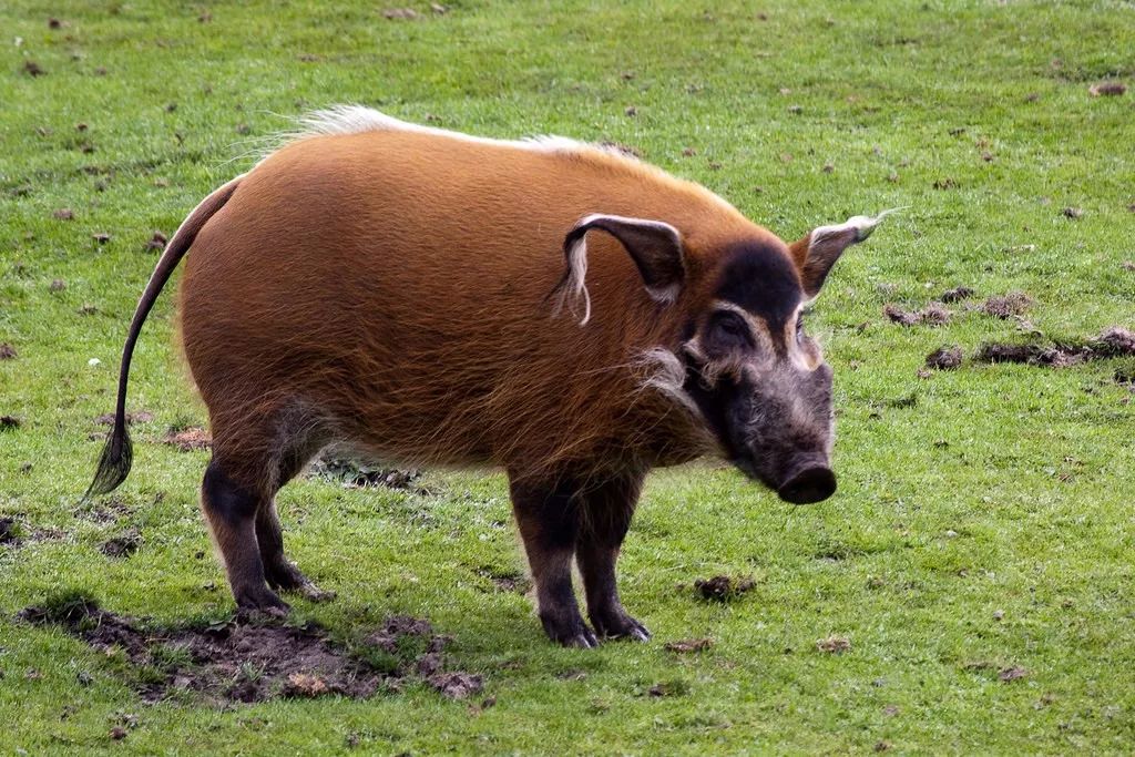 栖息于从干旱沙漠到雨林的各种生境中,又名"南美野猪"