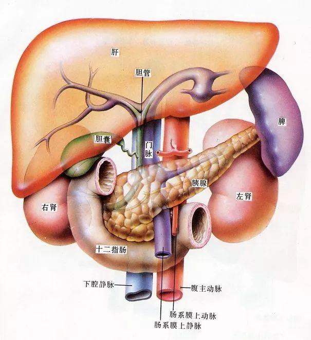 胰管解剖图片
