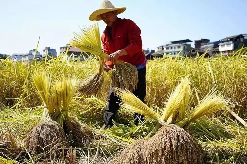 优先发展三农问题 确保2020年贫困人口全部脱贫
