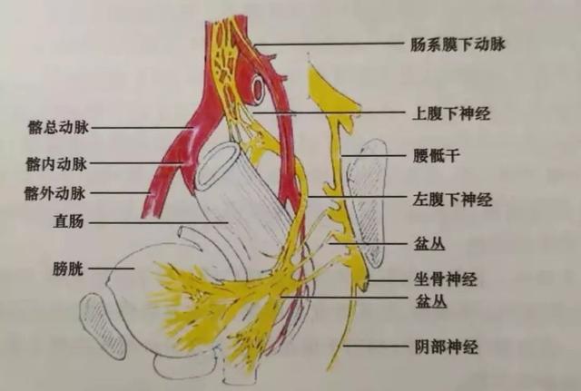 多;反之,如果"第一刀"切得不好,走错了层面,不仅可能会误伤神经和血管