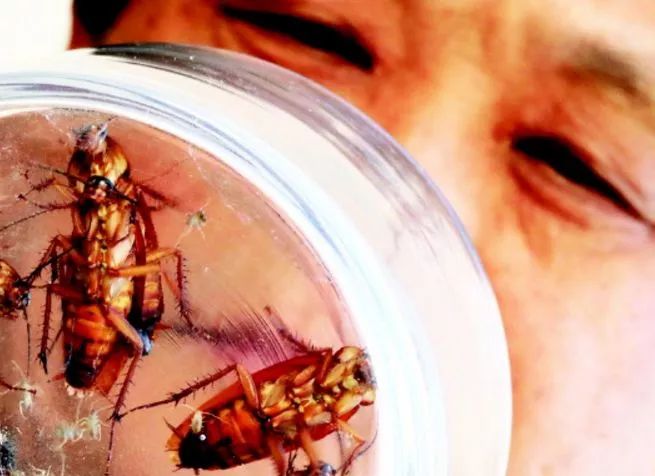蟑螂拉尿在嘴角图片图片