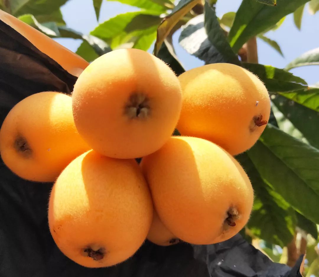 早春润肺小炸弹来自四川大凉山的纯净美味柔嫩多汁清甜爽口