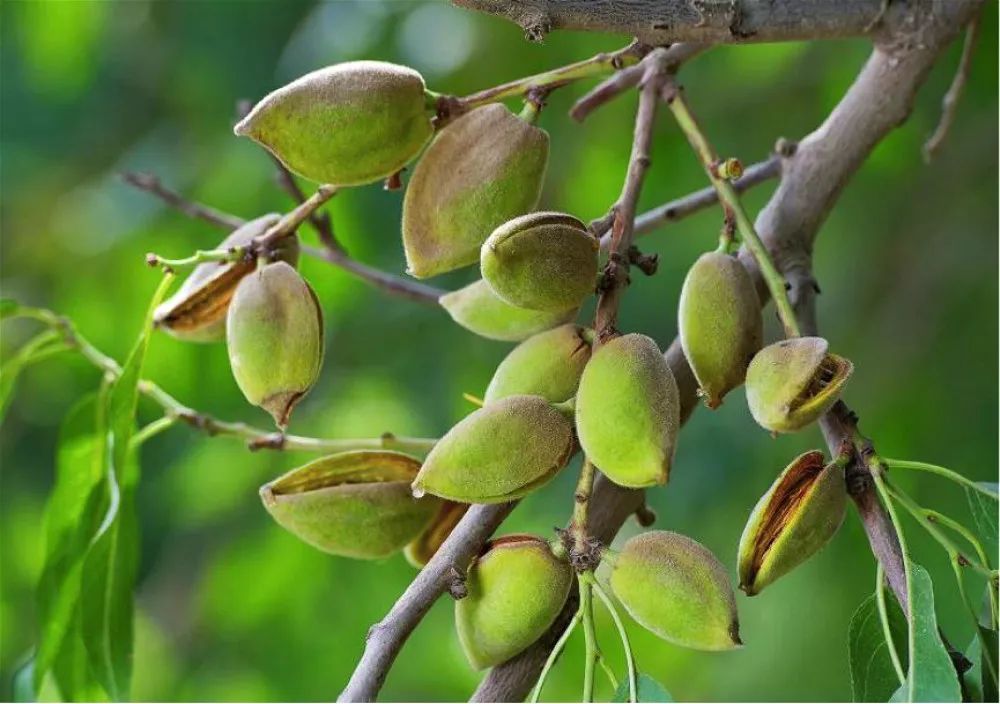 巴坦木果果树图片图片