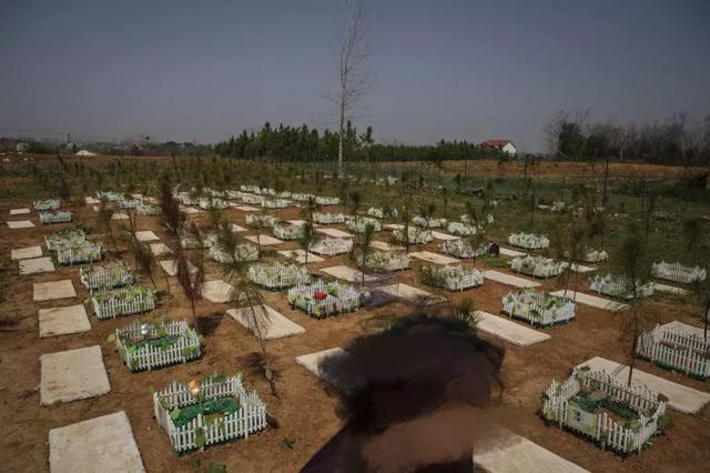 宠物经济正当时有人喊爱宠儿子女儿有人花数万买巴掌大墓地