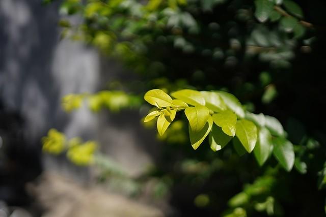 定焦镜头中的多面手 索尼35mm f1.8评测