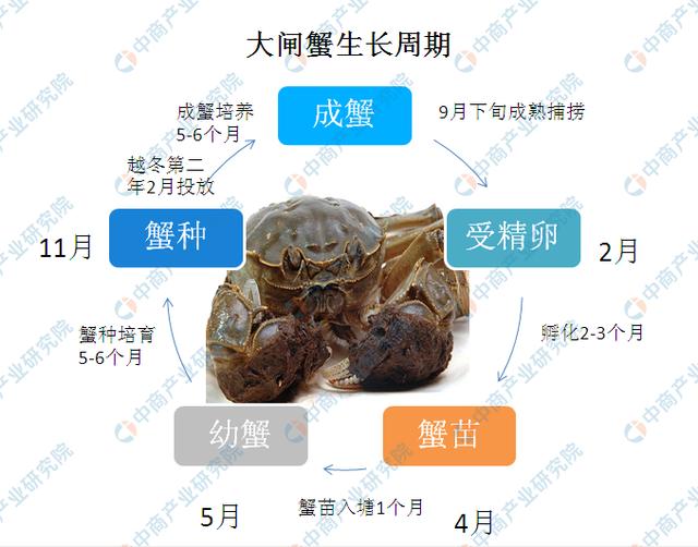 阳澄湖大闸蟹正式开捕产量价格双增我国大闸蟹产业布局如何