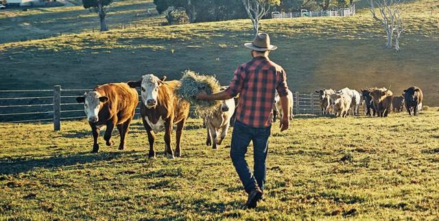 澳洲对华牛肉出口9月创新高，今年出口总量已超20万吨