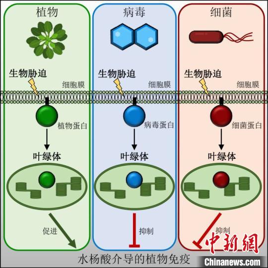 科学家发现植物抗病信号新途径有助改善植物健康 东方财富网