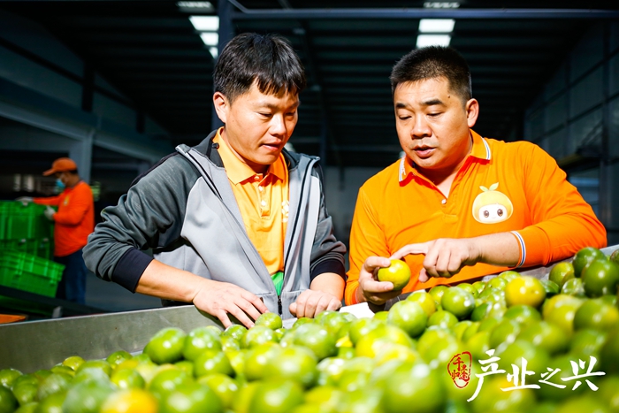 碧桂园肇清农业科技园总司理赵鑫与共事在贡柑自动筛选带上检察果实品性。 