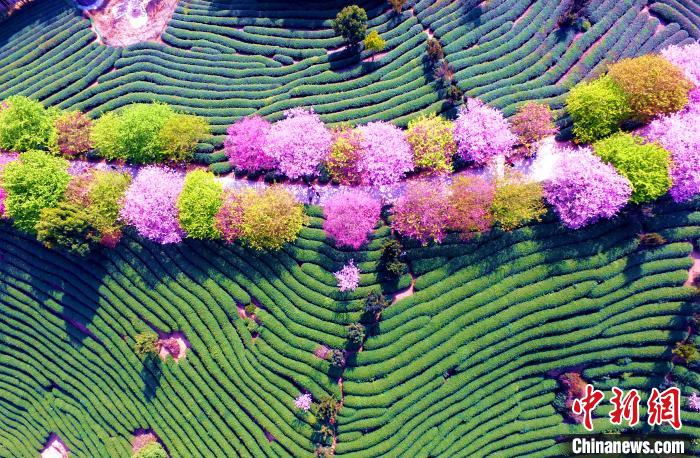樱花茶园相映成趣，仿佛一条条缠绕在山间的彩带。 