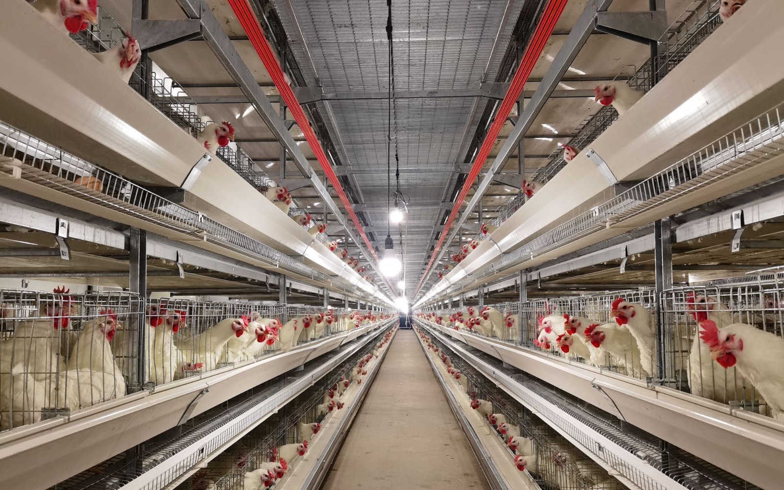 "曾经有一段时间,社会上对白羽肉鸡有很多误解,甚至有谣言说养鸡场里