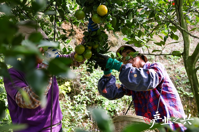 德庆县马圩镇古垒村的一处贡柑园里，果农正在采摘贡柑。 