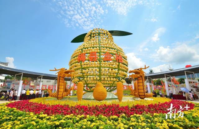 梅县区是全国最大的金柚种植基地,著名的中国金柚之乡.