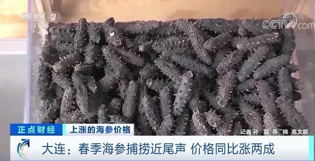涨涨涨!有产品价格一斤猛涨600元!企业争着签合同!养它还能赚钱吗?