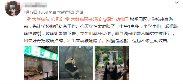 网曝深圳动物园熊猫馆玻璃被春游小学生拍碎 网友：国宝其实是猛兽！