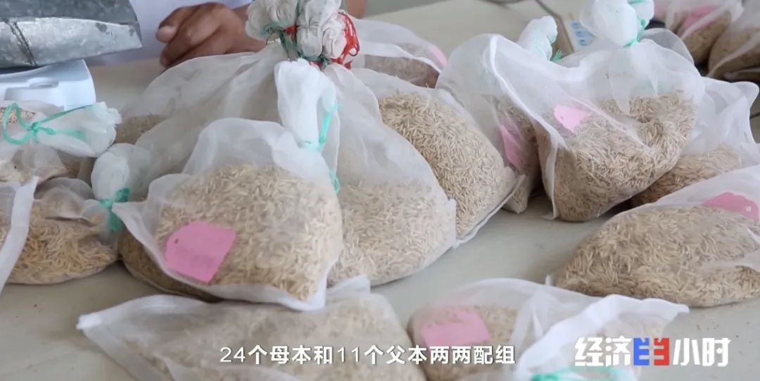 神圣计划官网app_端好“中国饭碗”！你吃的米饭 八成种子可能来自这里