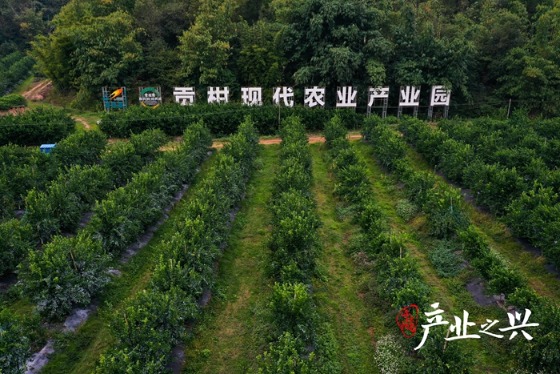 碧桂园德庆贡柑产业园迎来丰充季。 