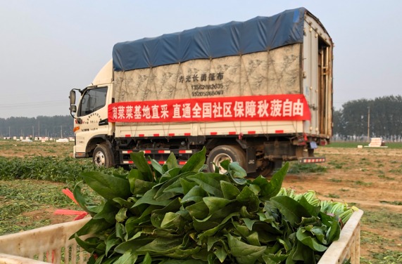 《比千里马更靠谱的计划_菠菜价飞涨10元每斤 阿里淘菜菜直连全国300基地助力平价保供》