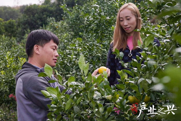 赵鑫与金辉农场负责人陈水健一起检察贡柑滋长情况。 