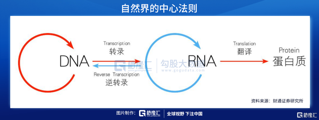 从生命的本质治疗疾病 核酸药物空间有多广 东方财富网