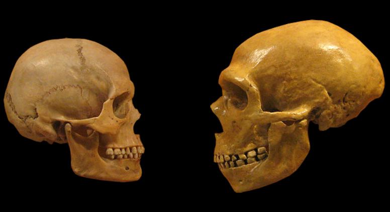 左为人类头骨，右为尼安德特人头骨