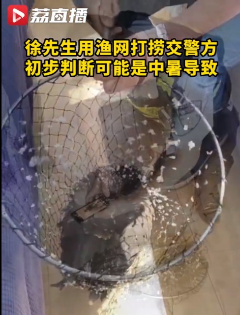 热搜！一只老鹰在南京中暑坠江！这些地方热浪滚滚 40℃或以上高温连成片插图3