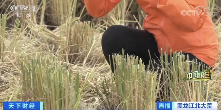 《比千里马更靠谱的计划_中国人每9碗饭中 就有1碗来自这里!咱“中华大粮仓”产量或再创新高!还补贴477亿元!》