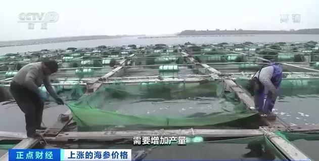 涨涨涨!有产品价格一斤猛涨600元!企业争着签合同!养它还能赚钱吗?