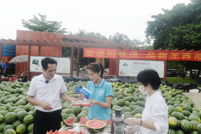 直播间搭在瓜田旁全国吃瓜群众买爆海陵岛西瓜