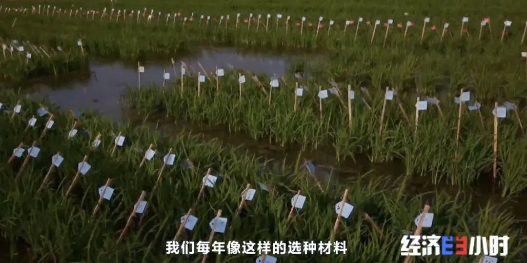 神圣计划官网app_端好“中国饭碗”！你吃的米饭 八成种子可能来自这里